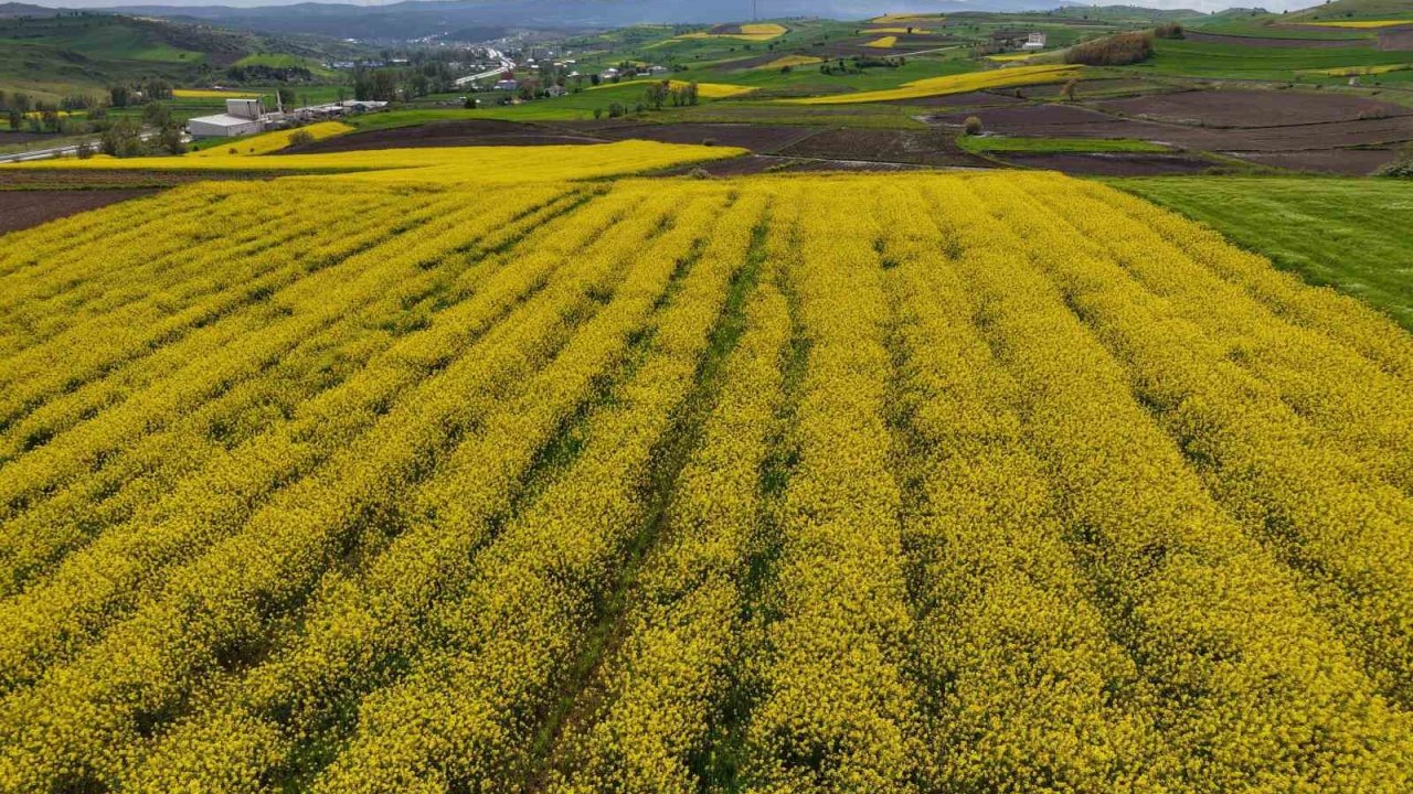 Samsun’da kanola üretimi 47 bin dekara ulaştı: Ekonomiye 350 milyon TL katkı