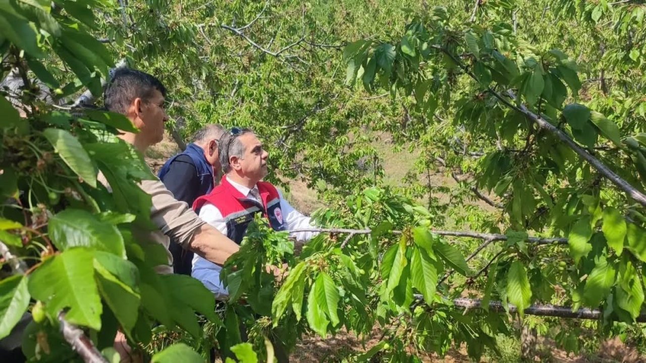 Aydın’da dolu vurdu, zarar gören tarım arazileri yerinde incelendi