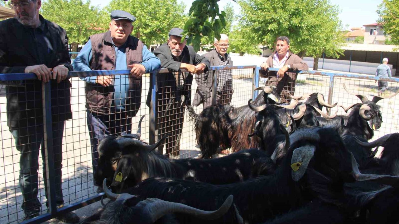 Muğla’da kurbanlık satışları devam ediyor