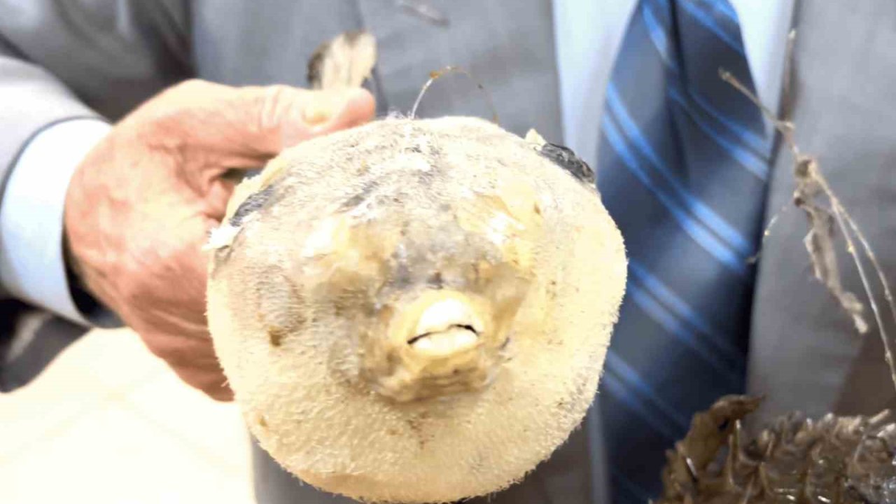 Balıkçı Kenan’dan "balon balığı" uyarısı: "Dişleri jilet gibi, dikenleri zehirli"