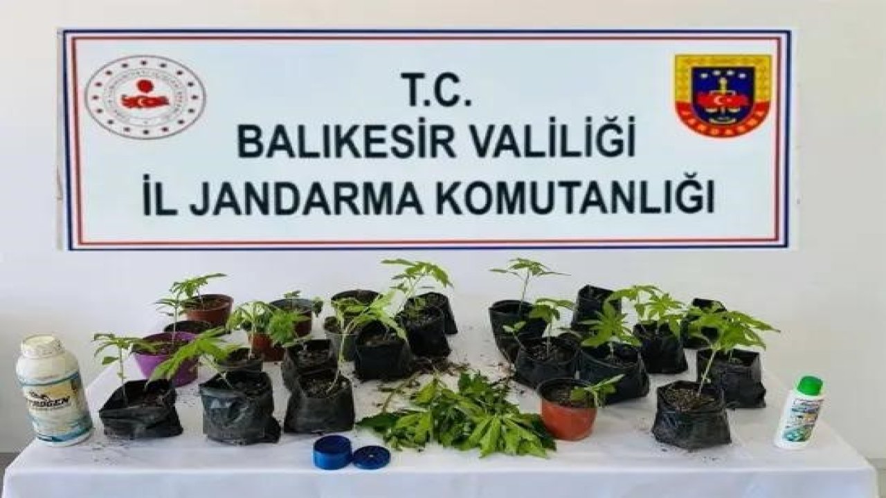 Erdek’te jandarmadan kenevir operasyonu