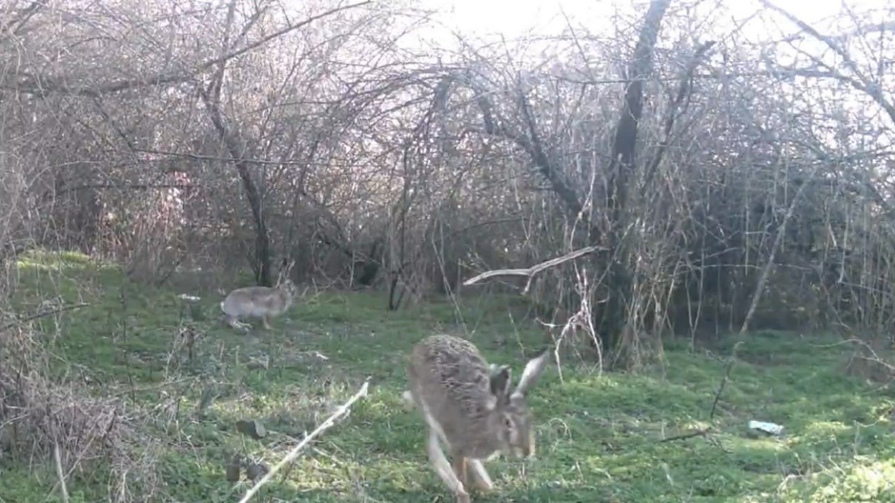 Çankırı’da yaban hayatı kamerada