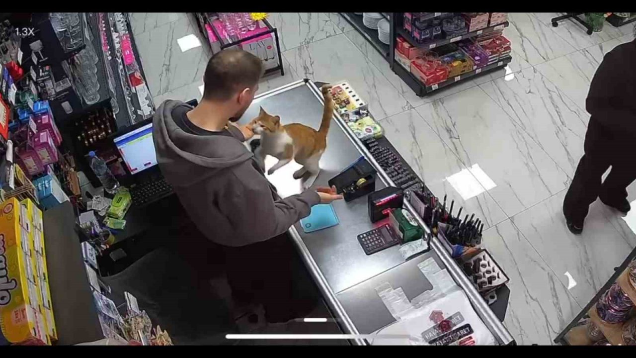 Rize’de kedi ile esnafın dostluğu
