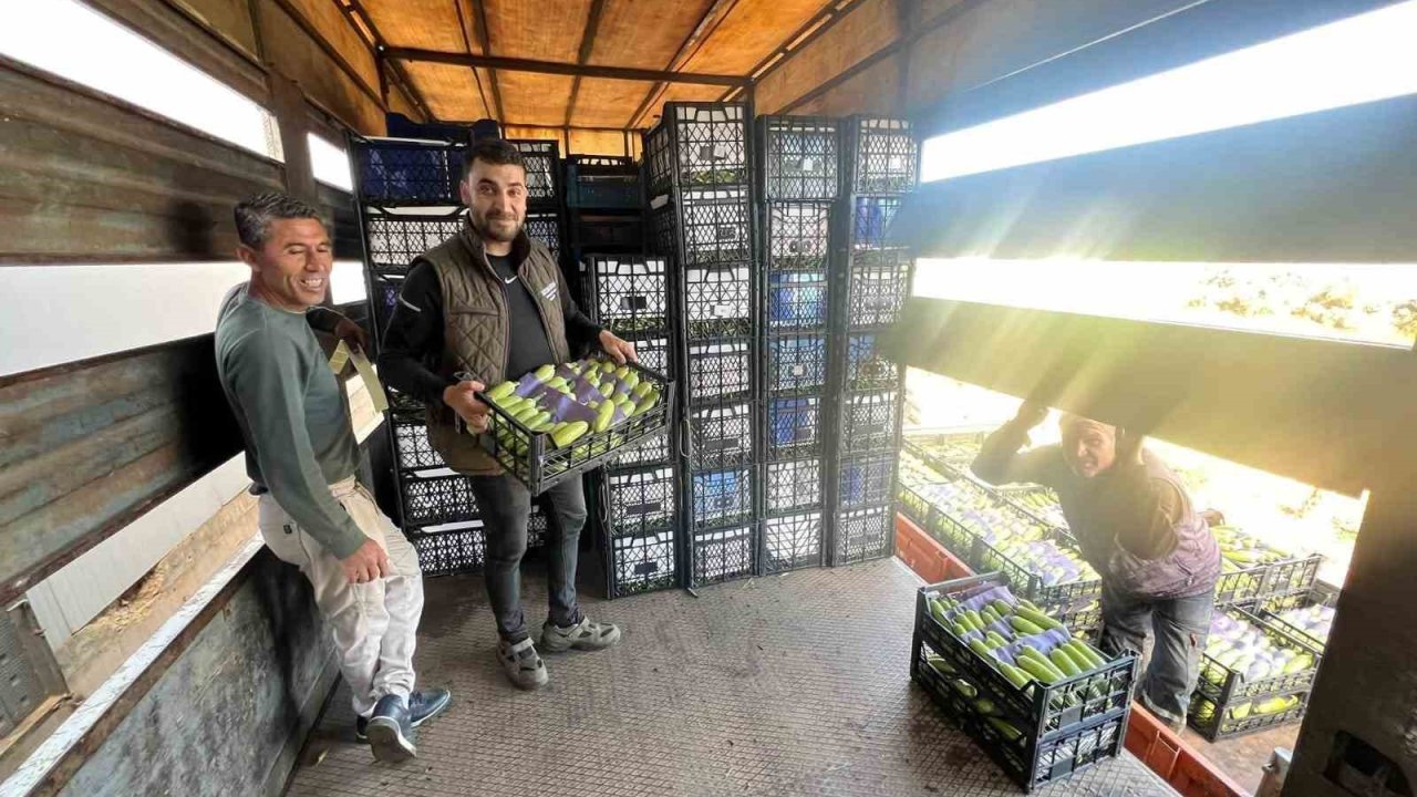 İznik’te mevsimin ilk kabak hasadı