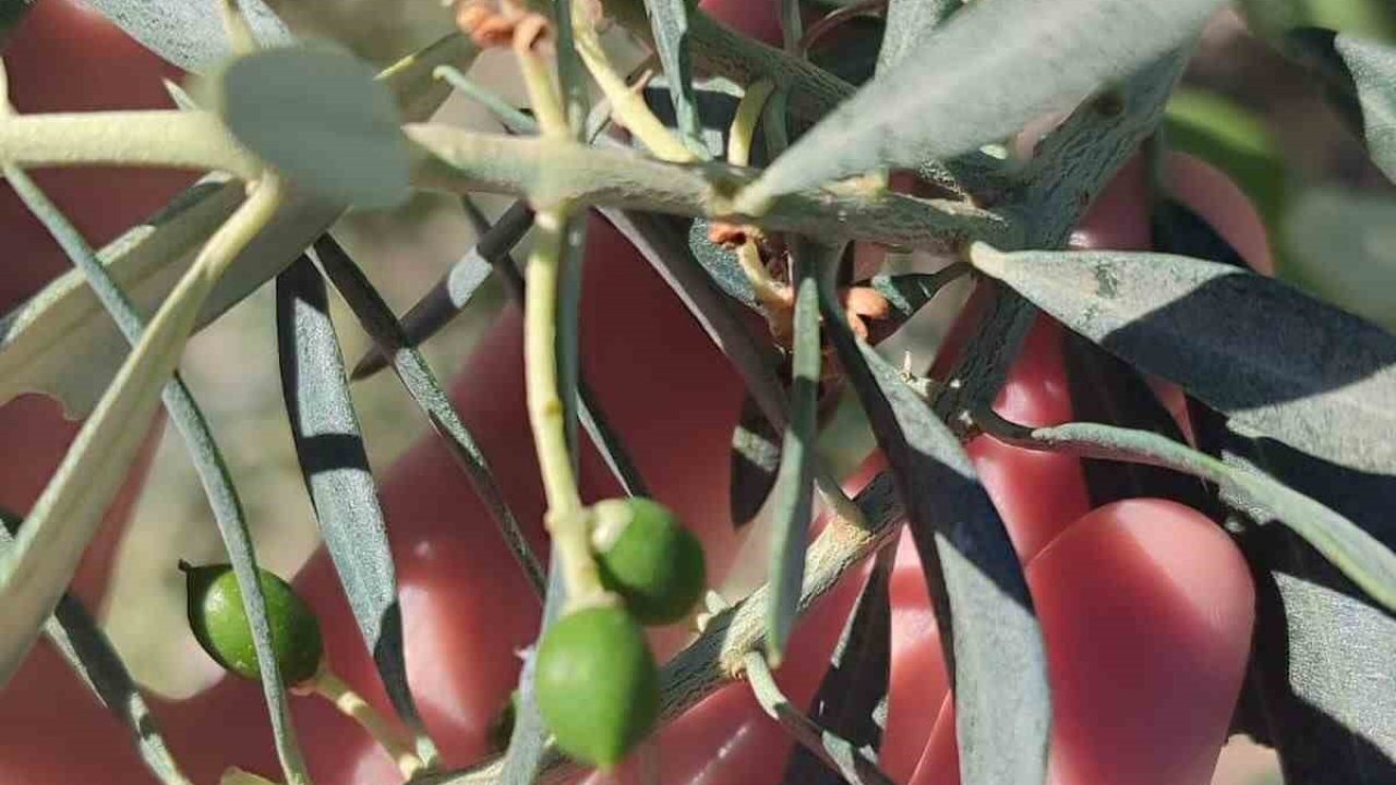 Didim’de zeytin üreticilerine "zeytin güvesi" uyarısı