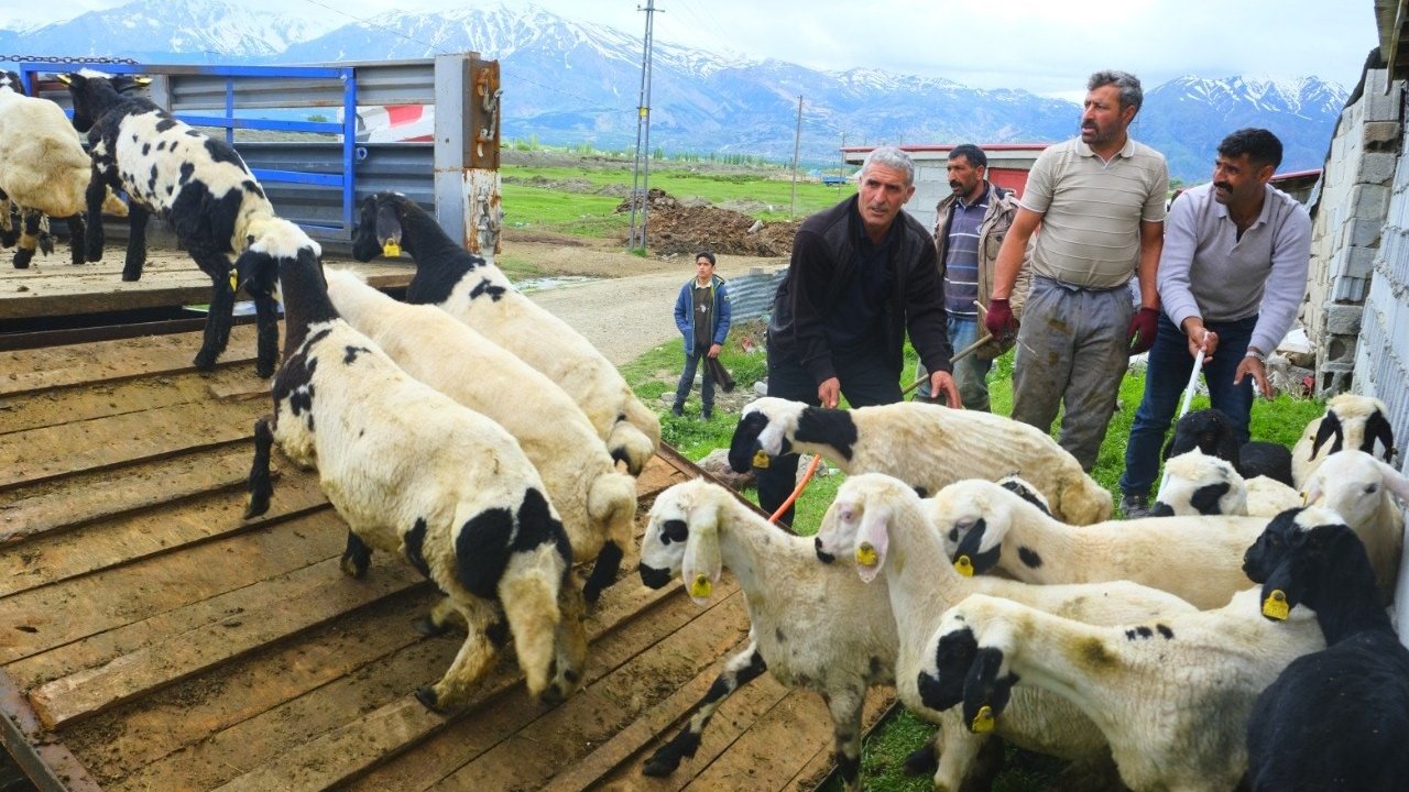 Erzincan’da tulum peyniri için zorlu yayla yolculuğu başladı