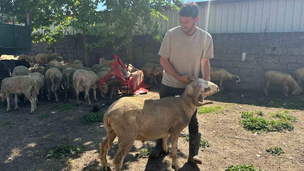 Kestirmek isteyene kırsalda kurbanlık 20 bin liradan başlıyor