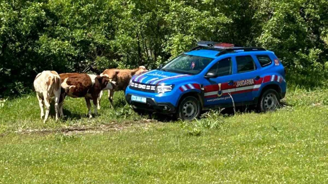 Elazığ’da kaybolan inekler dron ile bulundu