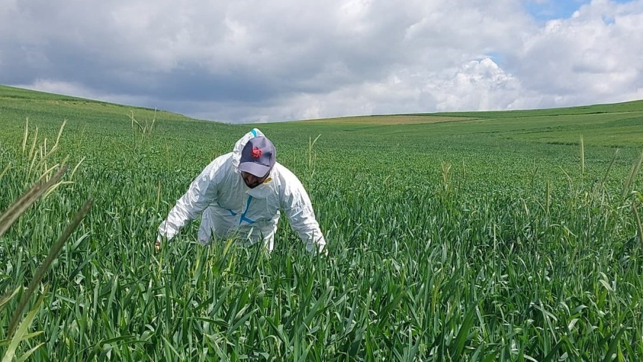 Yozgat’ta süne mücadelesi başladı