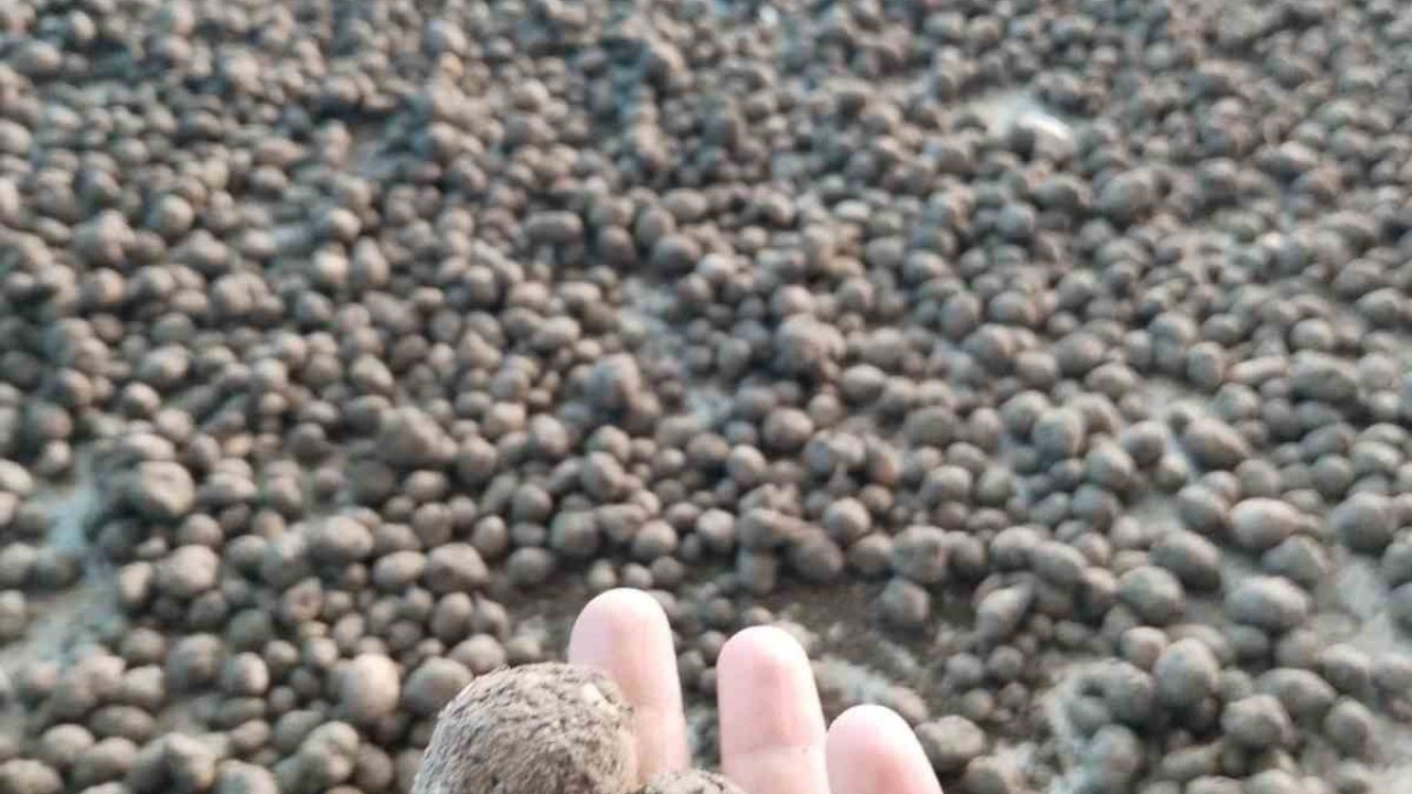 Bozdoğan’da salep hasadı kontrol altında