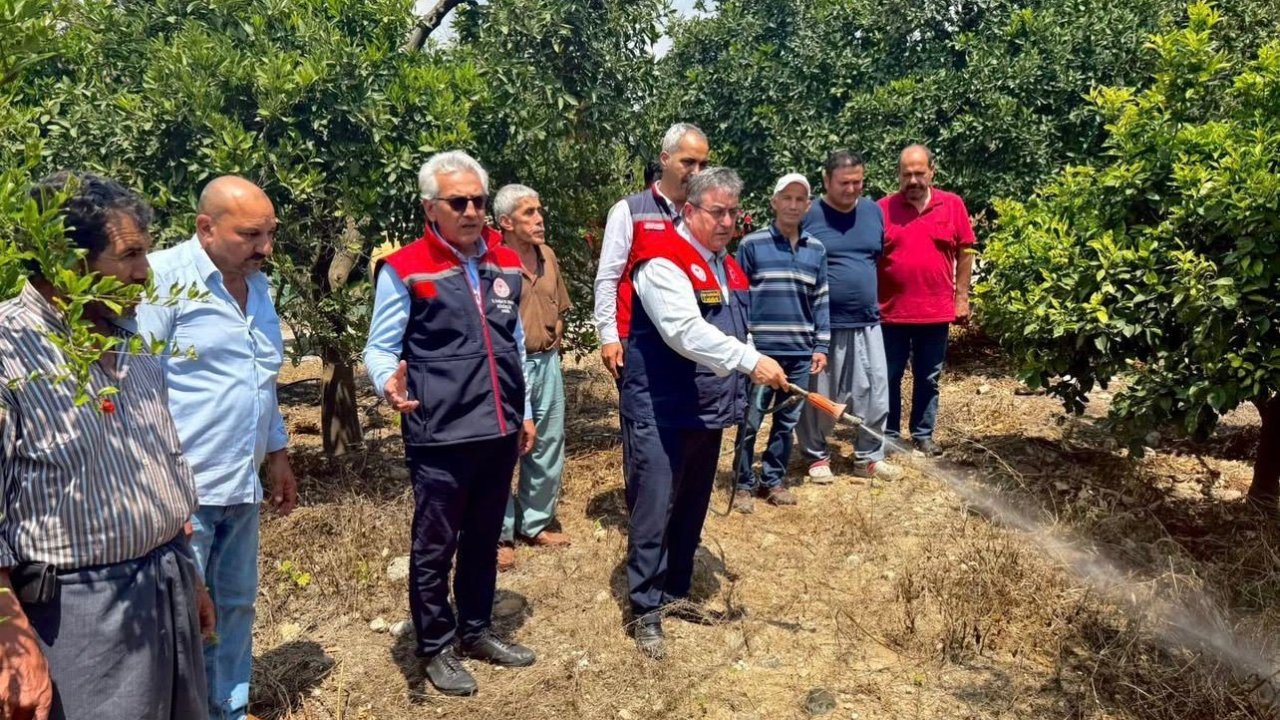Akdeniz meyve sineğiyle mücadele kesintisiz sürüyor