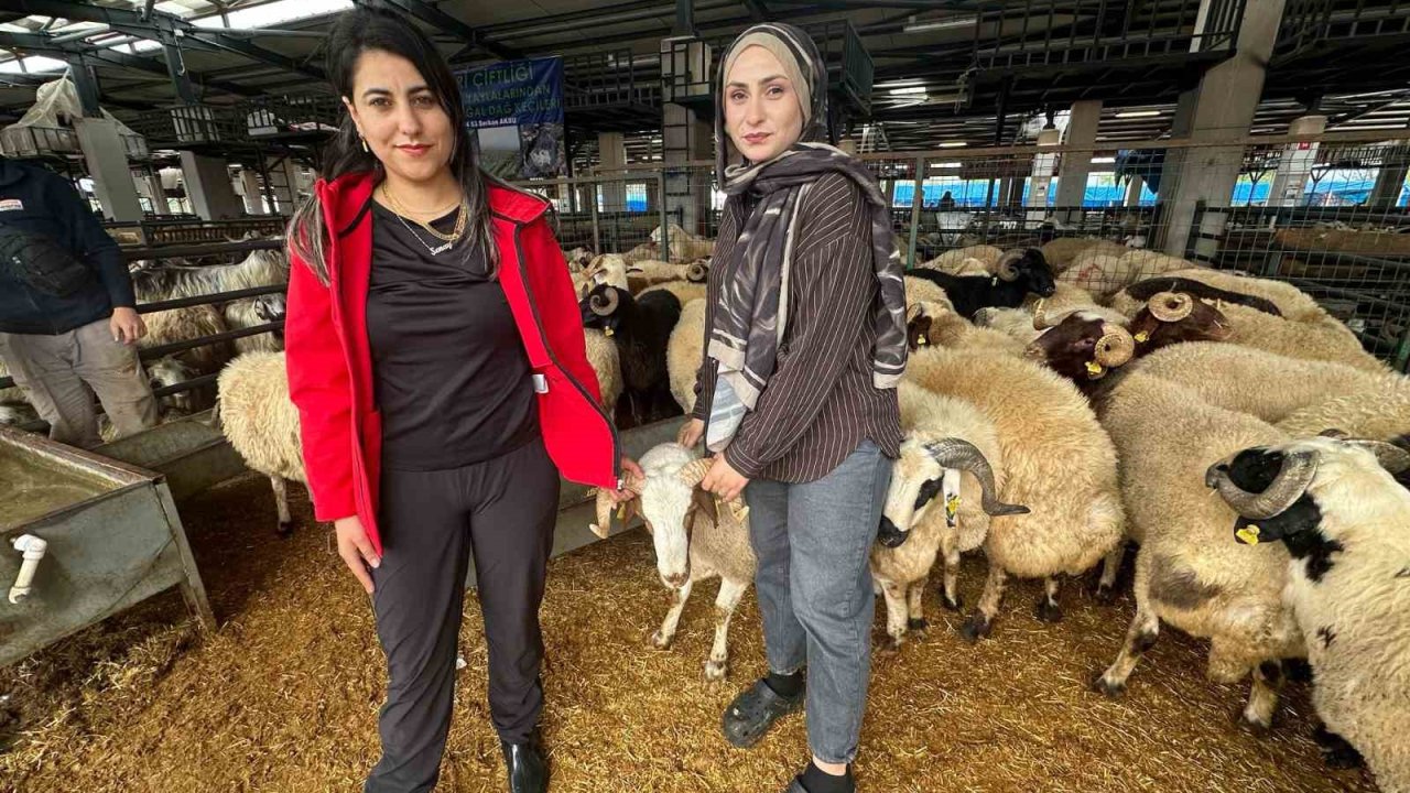 İki genç kuzen celep, Bursa’daki kurban pazarında rekabeti artırdı