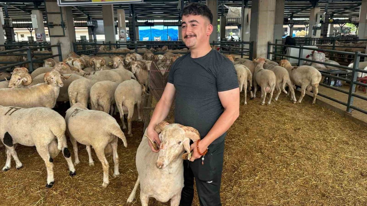 Bursa’daki sıra dışı "gergedan boynuz"lu koç görenleri şaşırtıyor