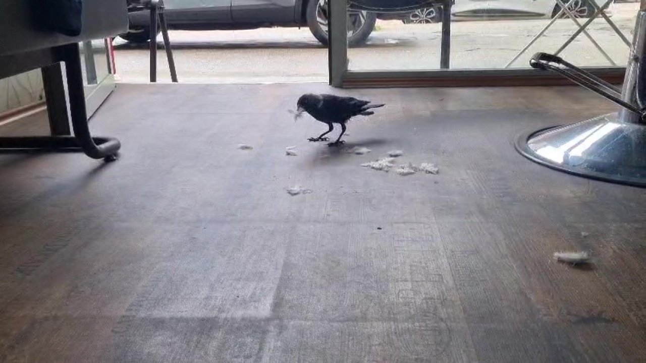 Kuaför çırağı karga
