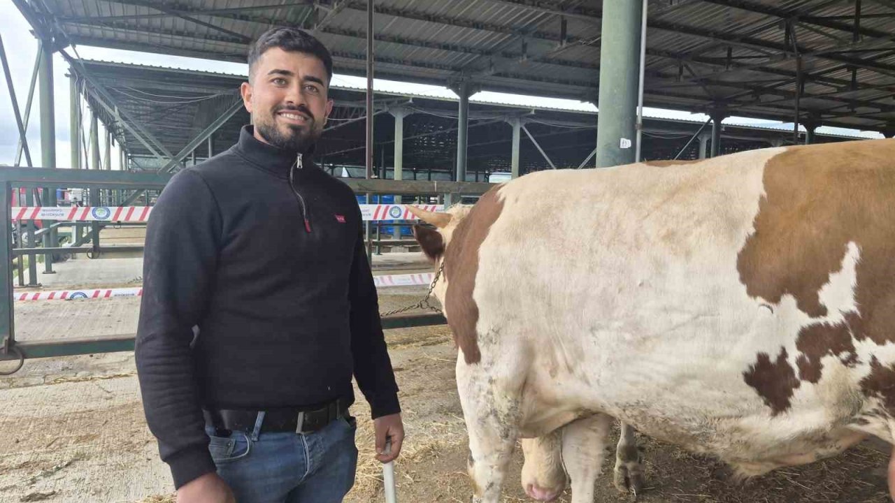 Eskişehir Hayvan Pazarı’nın şampiyon danası görücüye çıktı