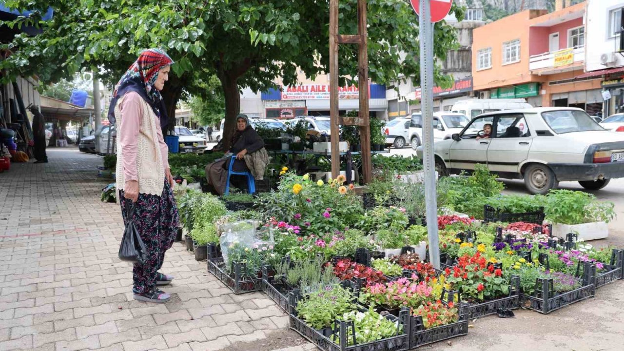 Yayla sezonu öncesi ata tohumu fidelerine yoğun talep