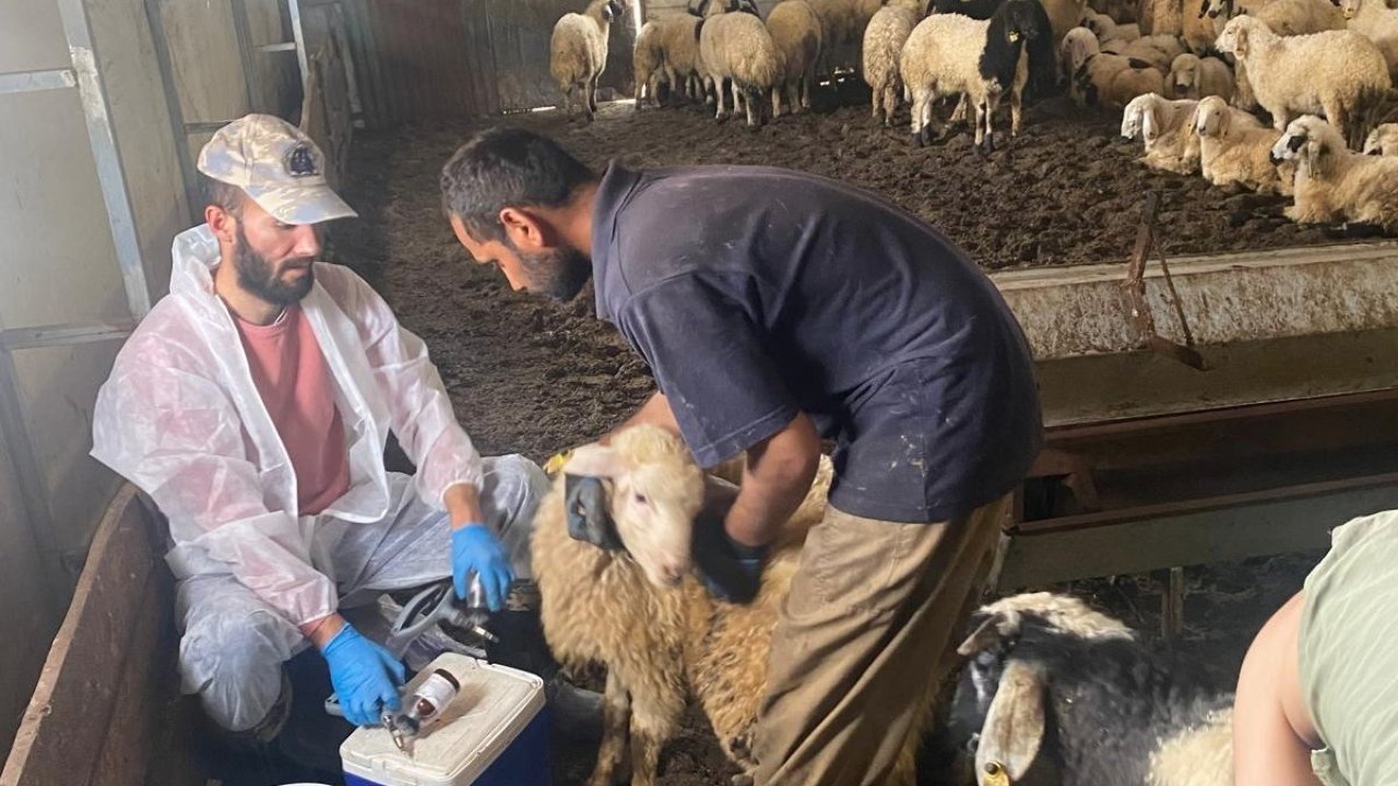 Kemah’ta küçükbaş hayvanlar için sağlık taraması yapıldı