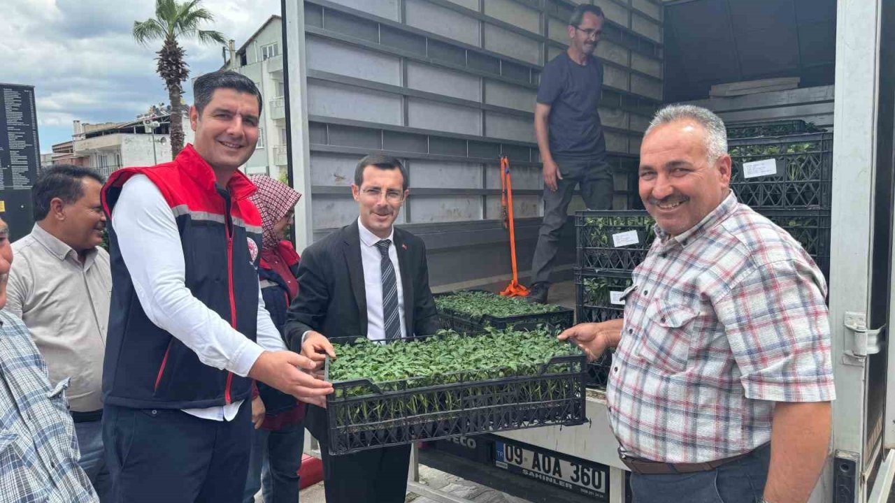 Bozdoğan’da üreticilere 14 bin domates fidesi dağıtıldı