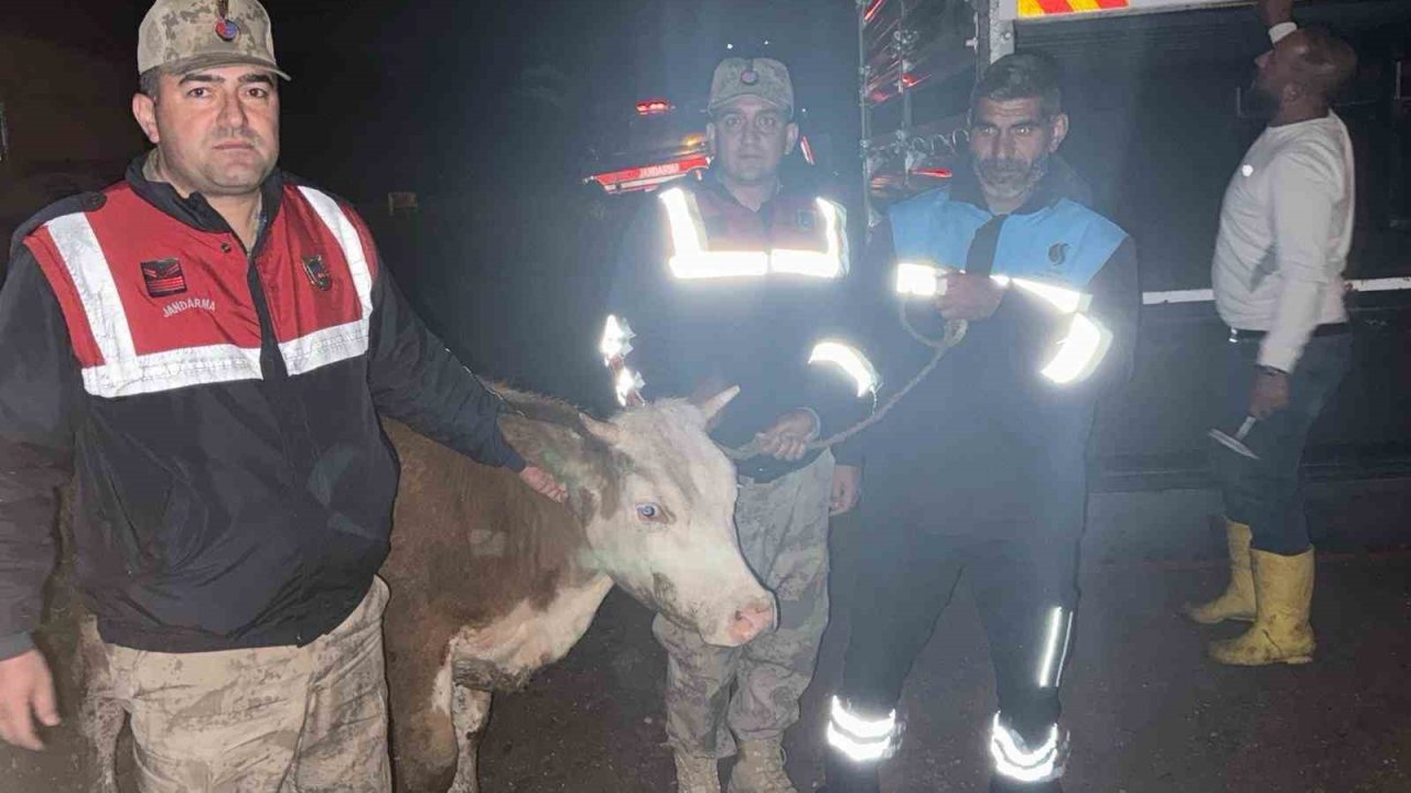 Siverek’te çalınan büyükbaş hayvan jandarma tarafından bulundu