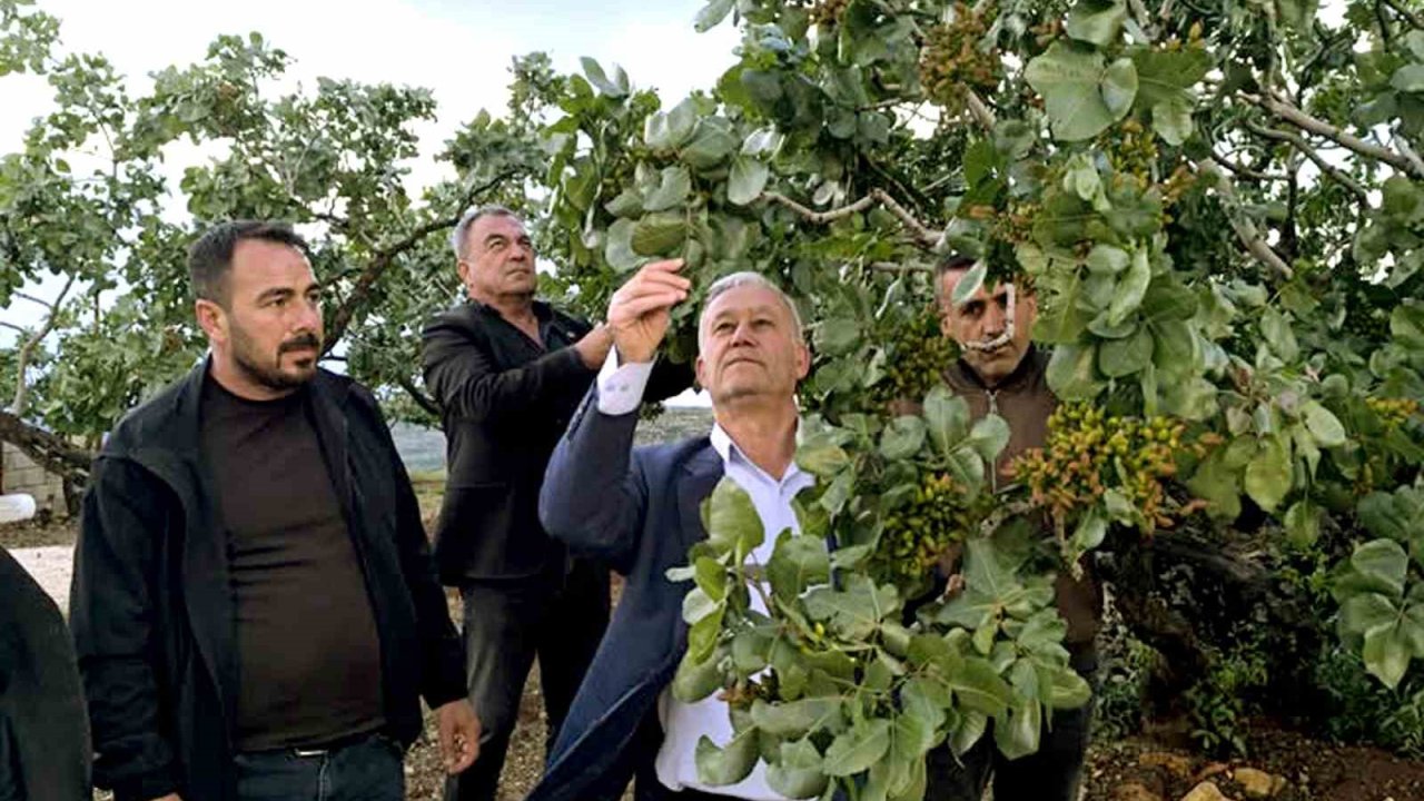Altun, dolu yağışlarının ardından fıstık bahçelerini gezdi