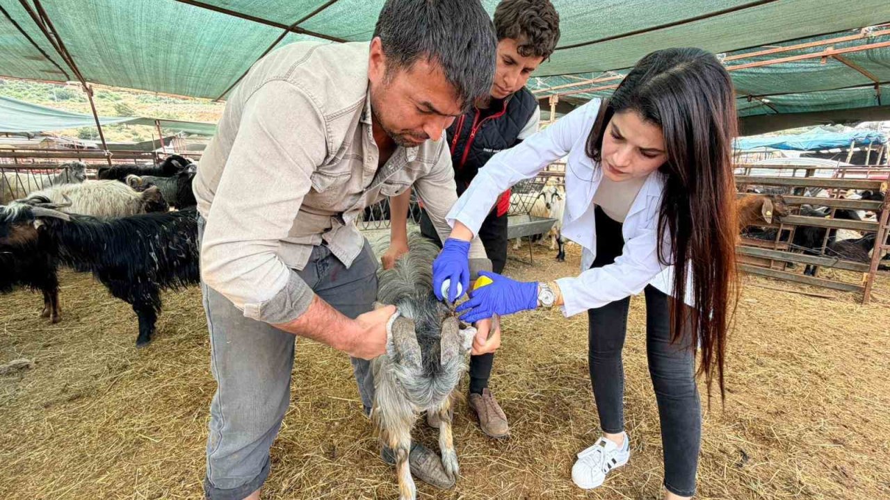 Kepez’de kurban satış ve kesim yerleri denetim altında