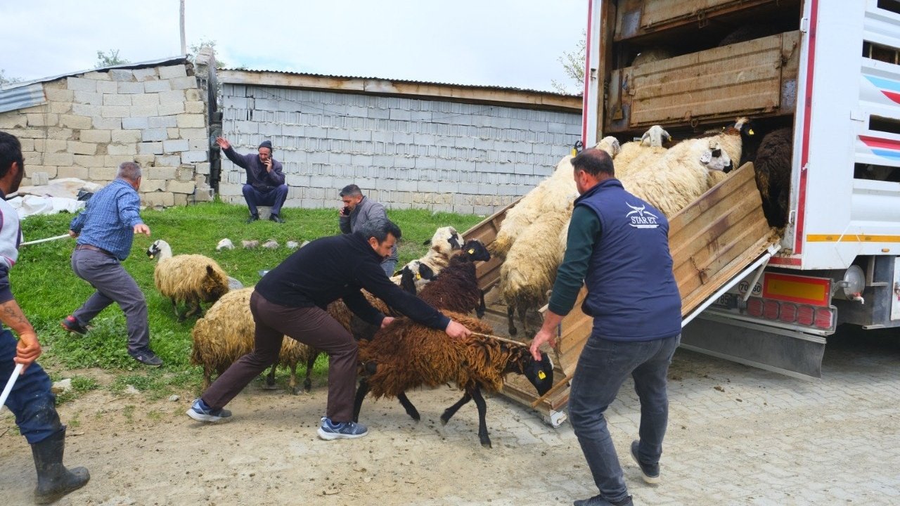 Erzincan’da yayla yolculuğu başladı, üreticiler hayvanları kamyonlara yüklemekte zorlandı