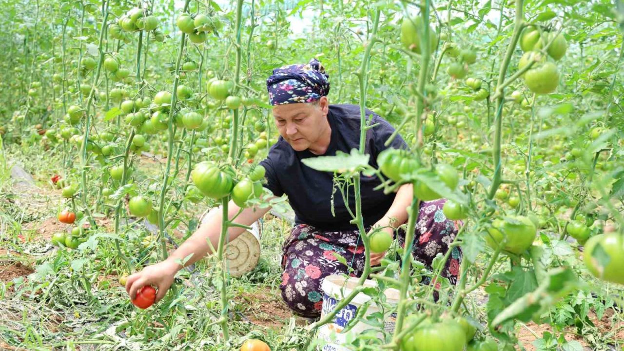 Dangalak domatesin hasadı başladı