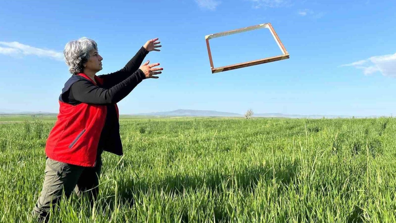 Tarım ürünlerinde rekolteyi arttırmak amacıyla zararlı takibi sürüyor