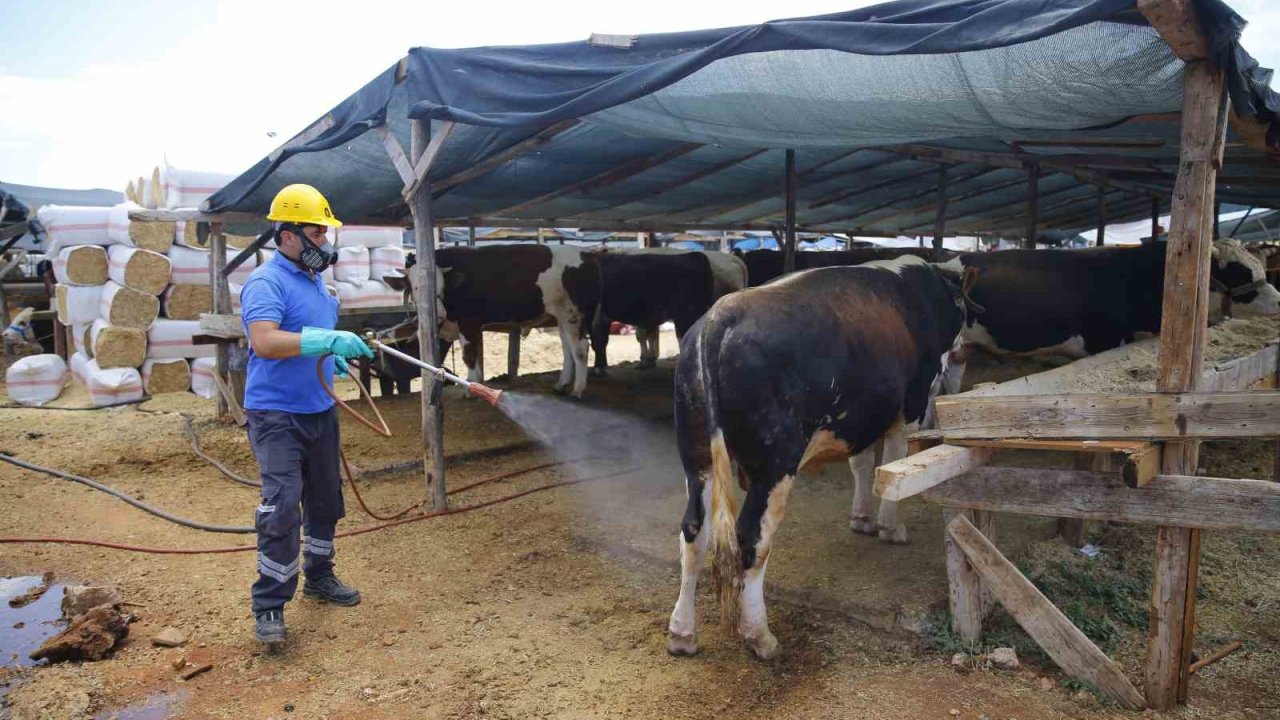 Büyükşehirden 6 farklı noktada ücretsiz kurban kesim hizmeti