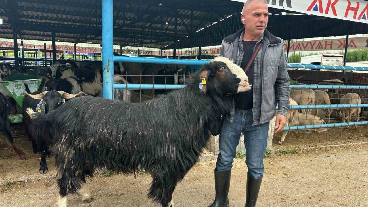 Bursa’daki kurban pazarının şampiyon keçisi 47 bin liradan satıldı