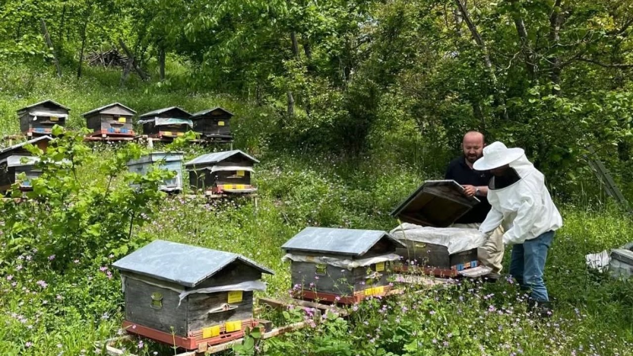 Düzce’de yıllık 502 ton üretiliyor