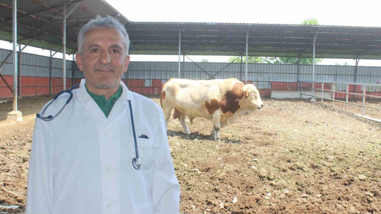Karanfil "Kesime 6 saat kala yem vermeyin"