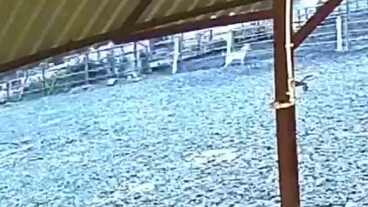 Ağıla giren kurt 8 küçükbaş hayvanı telef etti