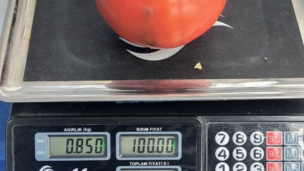 Aydın’da 850 gramlık domates pazarda ilgi gördü