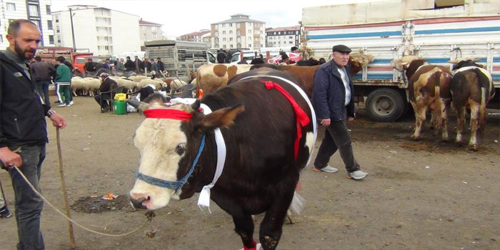 Kars'ta kurban pazarı hareketlendi: 700 kiloluk süslenmiş düve ilgi odağı oldu