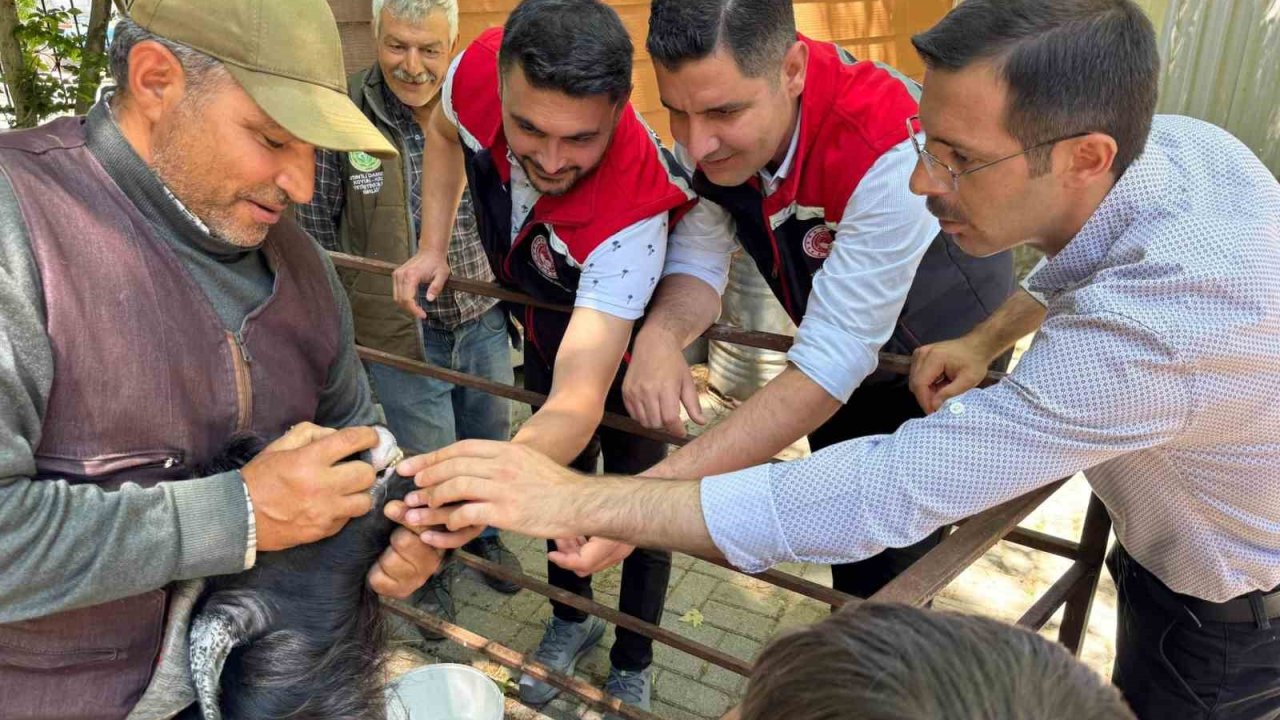 Kurban Bayramı öncesi Bozdoğan hayvan pazarında sıkı denetim
