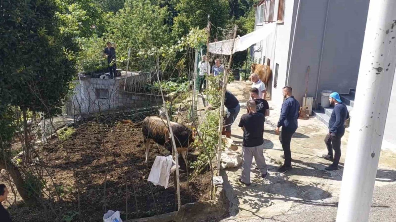 Rize’de kaçan kurbanlık sahiplerine zor anlar yaşattı