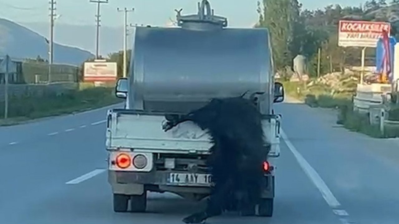 Kurbanlığı araçtan sarkıtan sürücüye 31 bin lira ceza