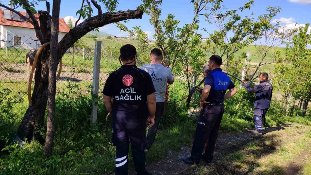 Akyurt’ta kaçan kurbanlık dana yakalandı
