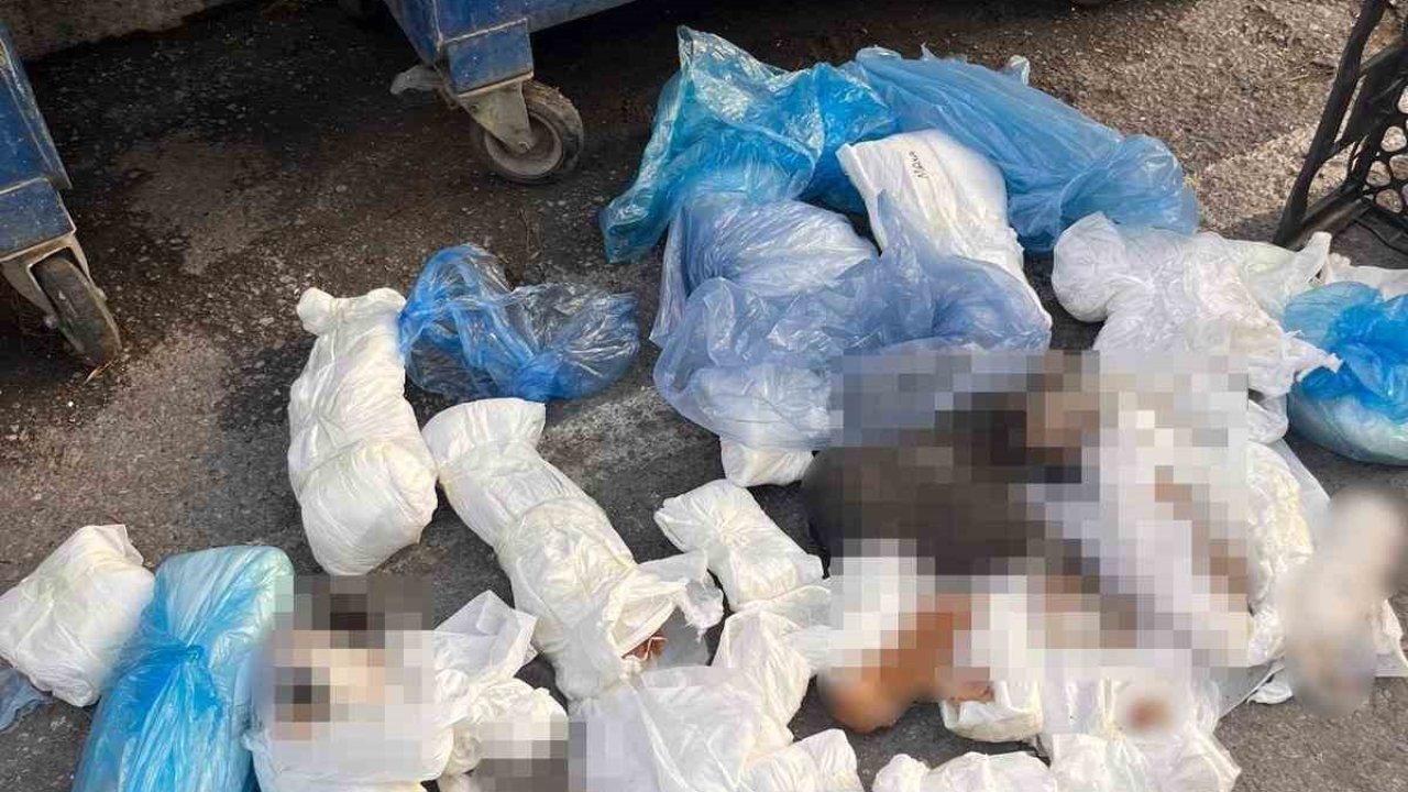 Başsavcılık itiraz etmişti, 33 kediyi öldüren veteriner tutuklandı
