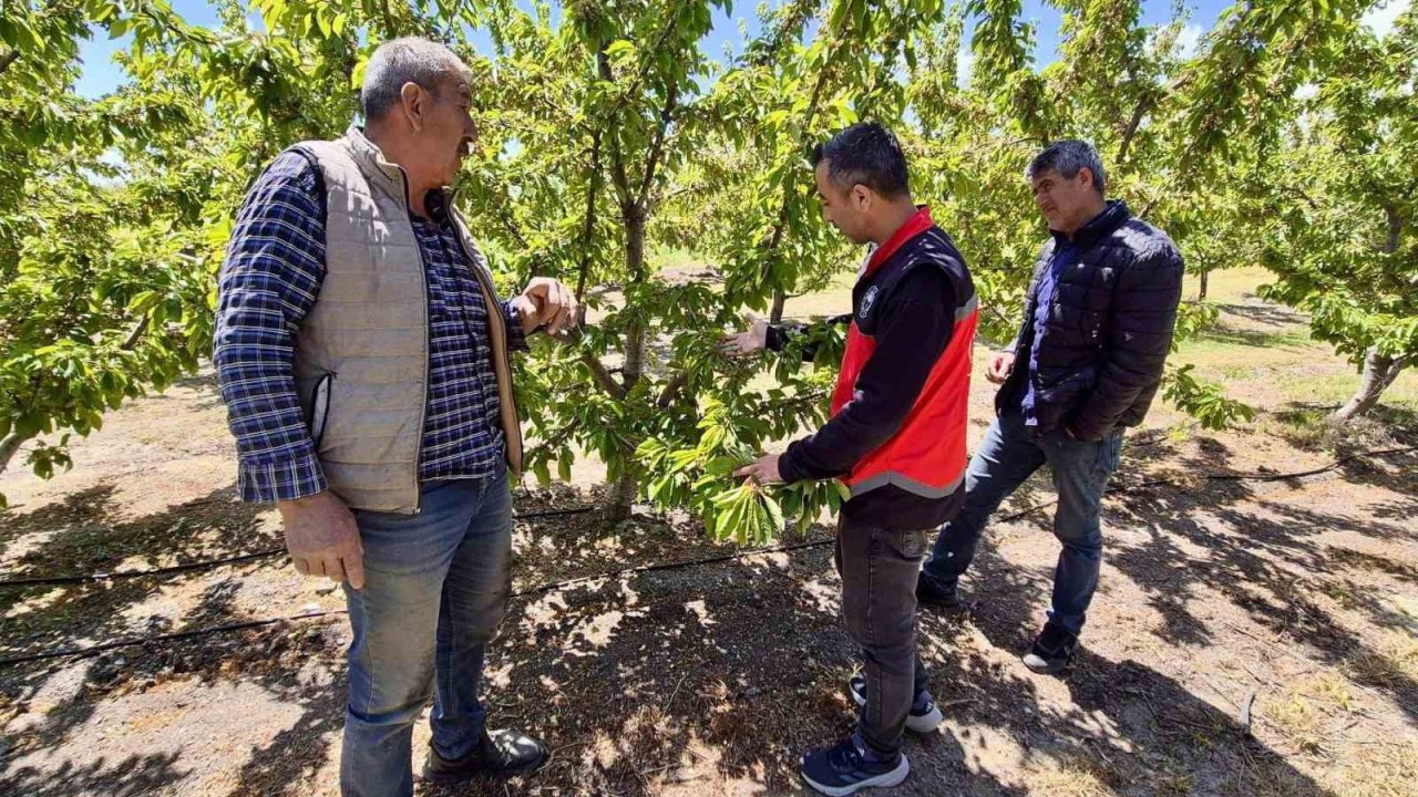 Kiraz üretim alanlarında kontroller sürüyor