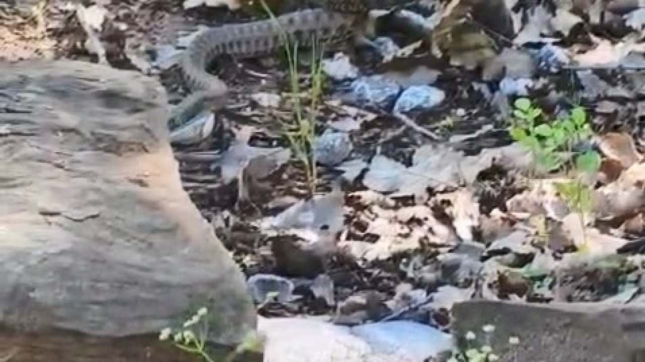 Tunceli’de kocabaş yılan, sincabı avladı