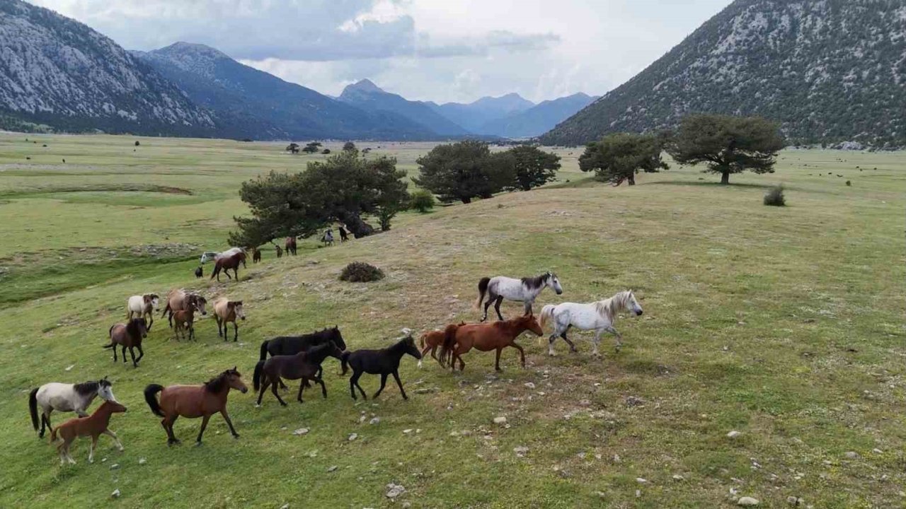 Kökenleri Osmanlı Süvari atlarına dayanan Toroslar’ın özgür ruhları yılkı atları