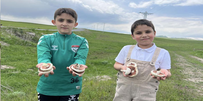 Kars’ta mantar bereketi: Çocuklar doğada hem eğlendi hem topladı