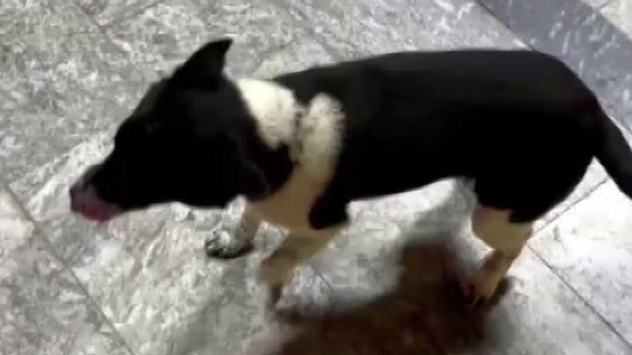 Atların yanında büyüyen köpek, yürüyüşüyle ilgi odağı oldu