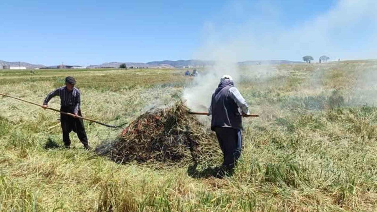 Araban Ovası’nda firik ütümü sezonu başladı