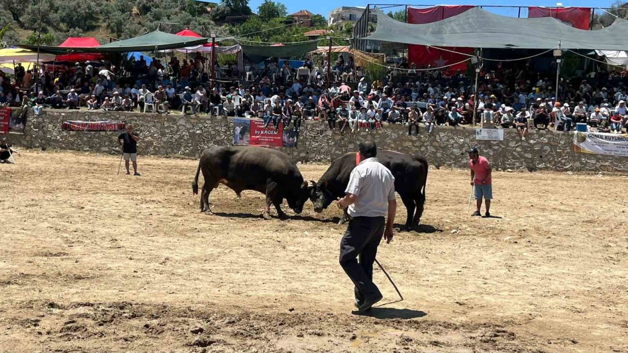 Germencik’te 63 çift boğa güreşti