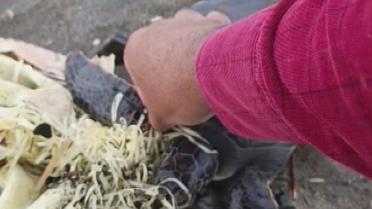 Hatay’da çuvala dolanan yavru deniz kaplumbağası belediye ekiplerinin dikkatiyle kurtuldu