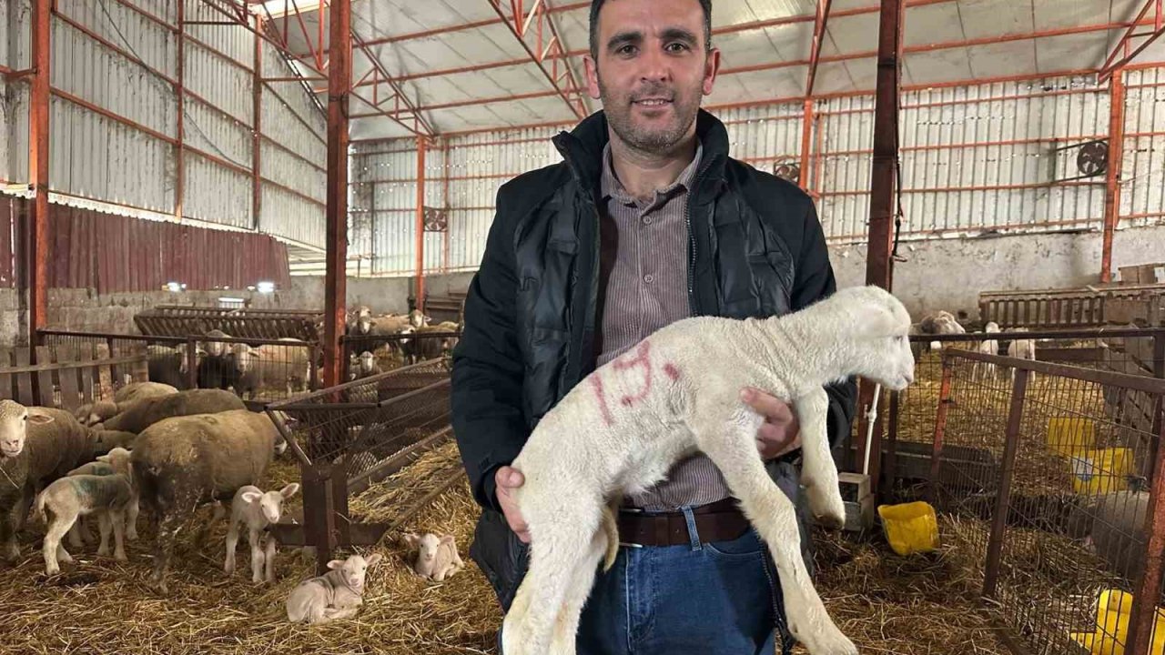 57 yıllık tecrübeden koyunculuğa başlayacaklara önemli öneriler