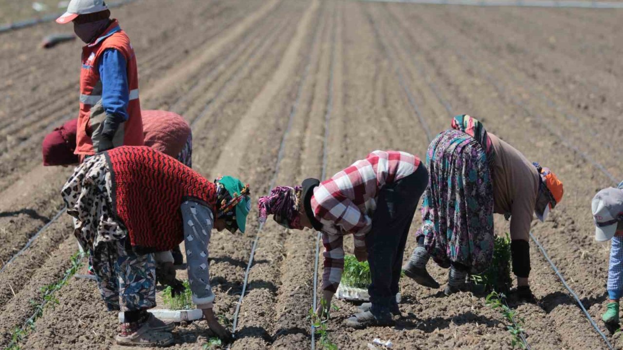 14 salça fabrikasına sahip Karacabey’de domates sezonu başlıyor